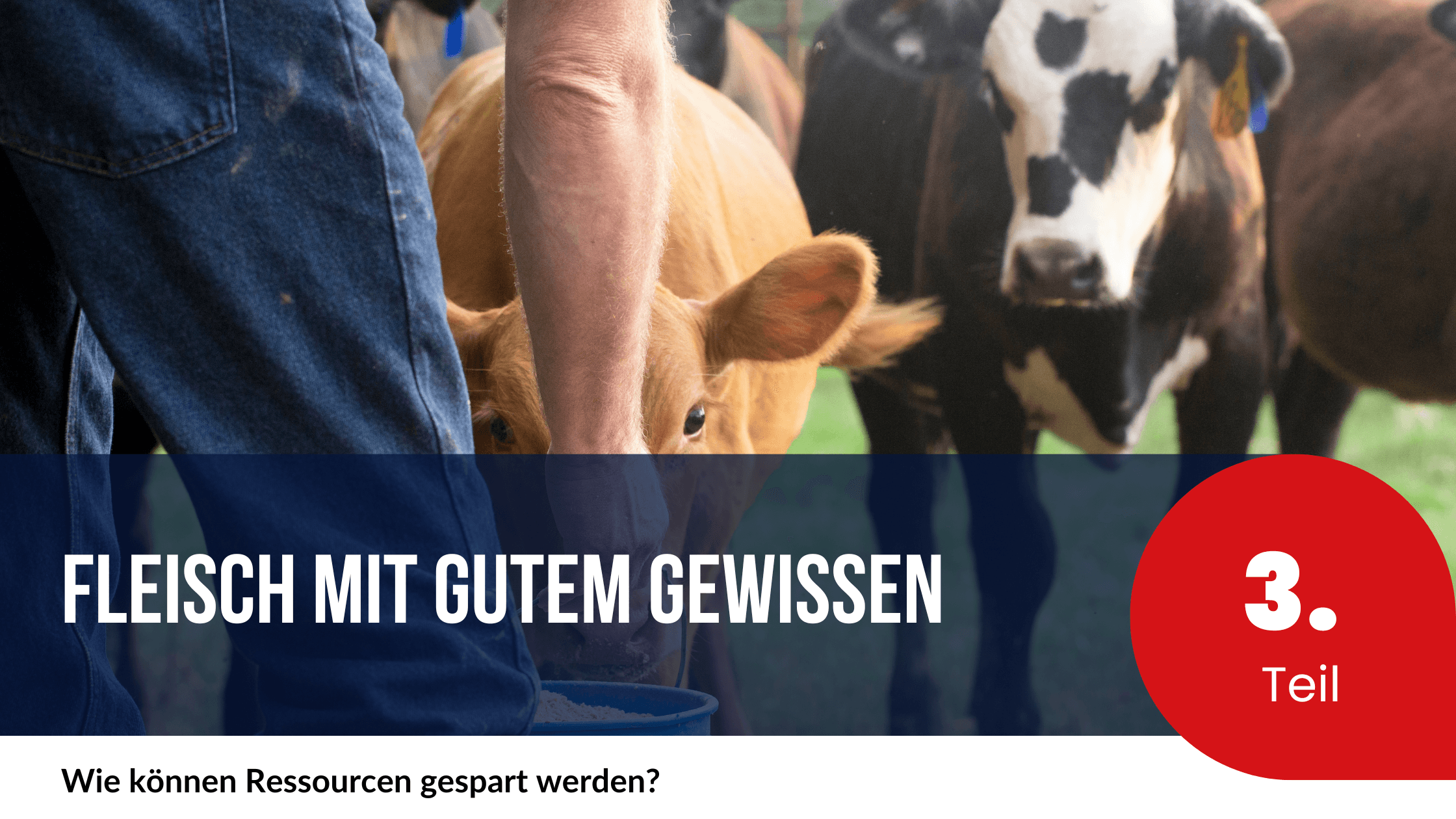 Fleisch mit gutem Gewissen - Teil 3