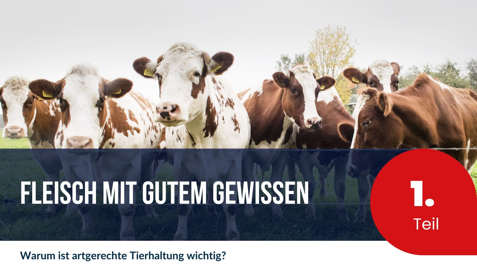 Fleisch mit gutem Gewissen - Teil 1